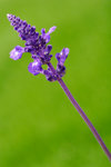 _MG_2438-2