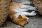 _MG_3623-2
