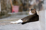 _MG_3738-2