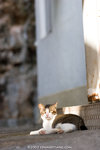 _MG_3745-2