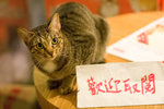 _MG_8182-2_filtered