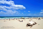 GoldCoastGoldie