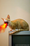 MG_8595_2fire