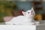 _MG_8776-2