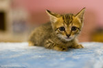 _MG_9495-2