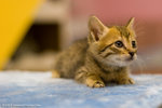 _MG_9498-2