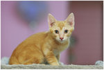 a745C2135