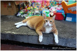 aIMG_7665