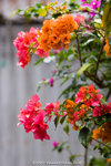 _MG_9592-2