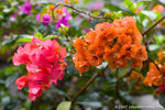 _MG_9594-2
