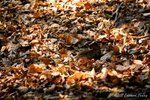 aIMG_5402