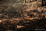 aIMG_5404