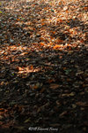 aIMG_5406