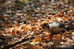 aIMG_5409
