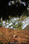 aIMG_5592