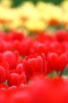 _MG_2356-2