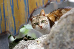 _MG_0997 (灣仔)