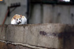 _MG_4709-2
