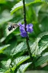 Blue bee