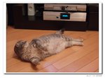 DSCF7429