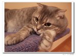 DSCF7454
