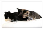 050416_catbb_01