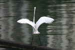 bird11