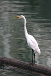 bird12