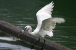 bird13
