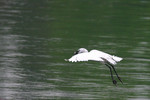 bird14