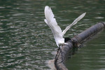 bird15