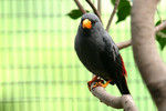 bird16