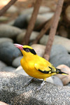 bird17