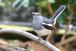 bird18