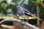 bird19