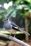 bird20