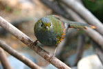 bird21