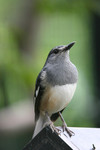 bird22