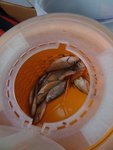 IMG_0248