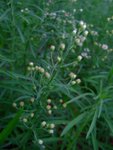 DSCF8018