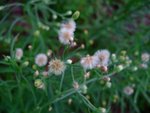 DSCF8019