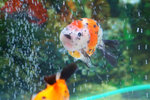 DSCF0224