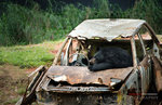 Teddy in a broken truck