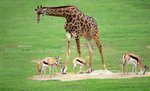 Company with Giraffe