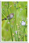 CRW_1784