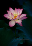 Scan_0096