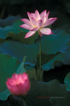 Scan_0103