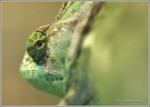 CRW_8653