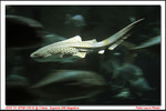 
LeopardShark