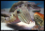 
Cuttlefish